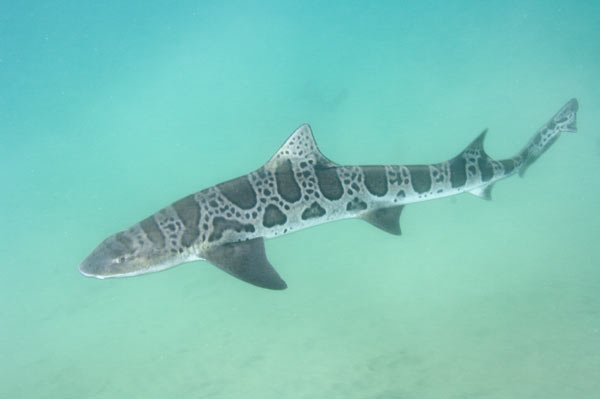 Resultado de imagem para leopard shark PHOTOS
