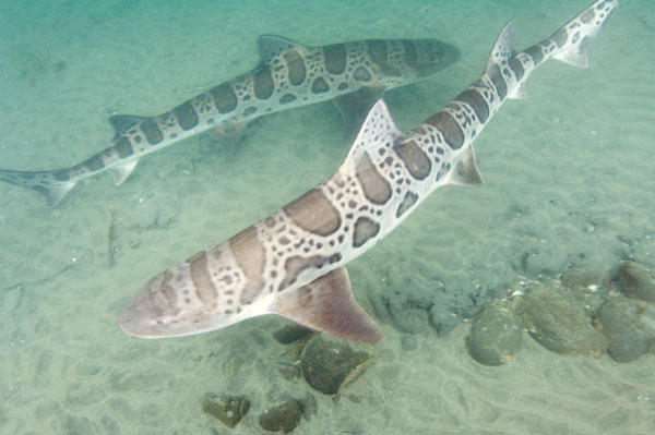 http://www.elasmodiver.com/Sharkive%20images/Leopard-Shark-015.jpg