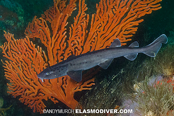 Leopard Catshark Juvenile