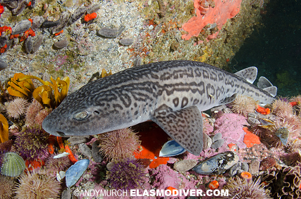 leopard catshark