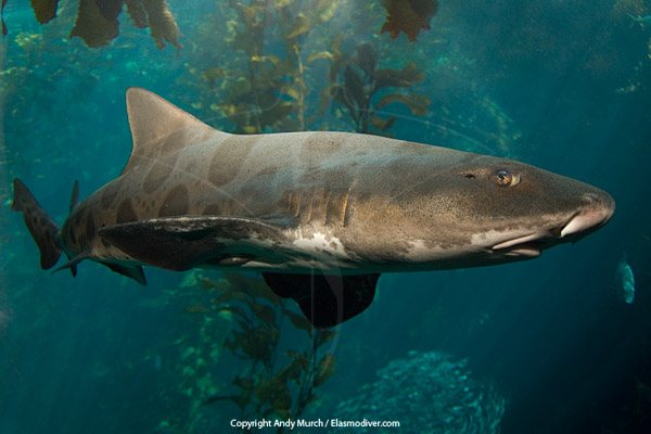 leopard shark swimming through the kelp forest