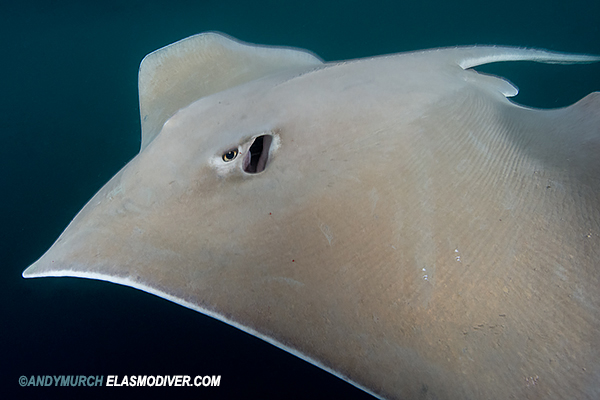 longnose stingray dasyatis guttata