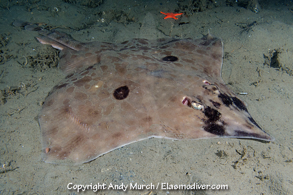 Longnose Skate