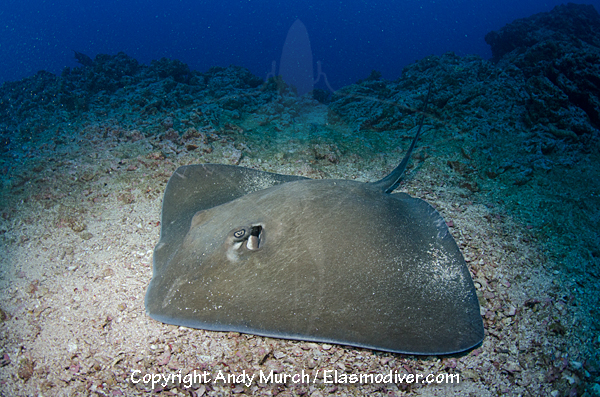 Longtail Stingray