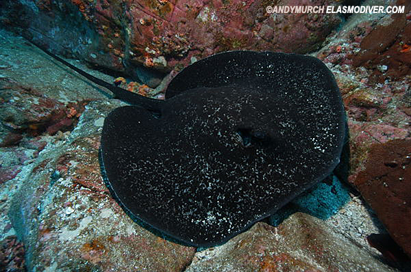 marbled stingray