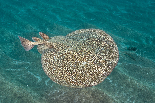 Marbled Torpedo Ray