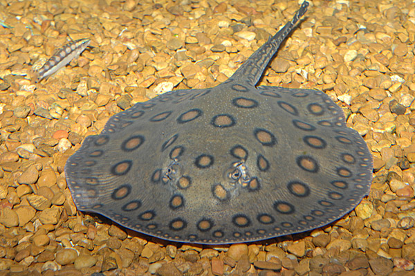 Motoro stingray