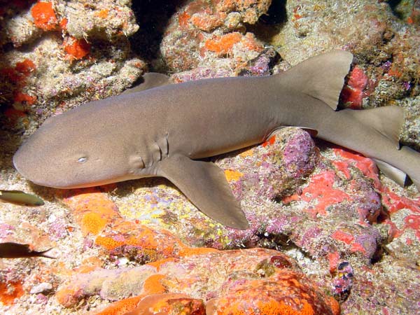 Pictures Of Nurse Shark - Free Nurse Shark pictures 