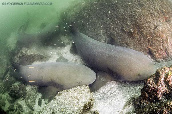 Pacific nurse shark - Ginglymosoma unami.