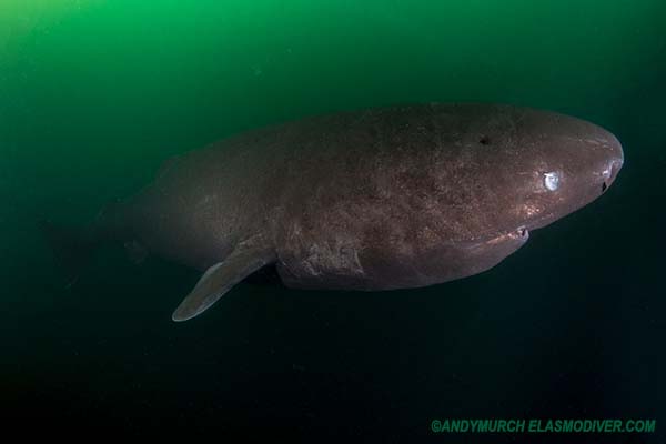 Pacific Sleeper Shark