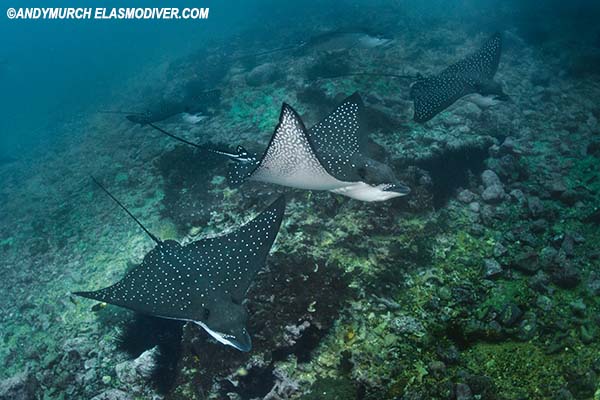 Pacific Spotted Eagle Ray Aetobatus laticeps