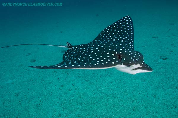 Pacific spotted eagle ray