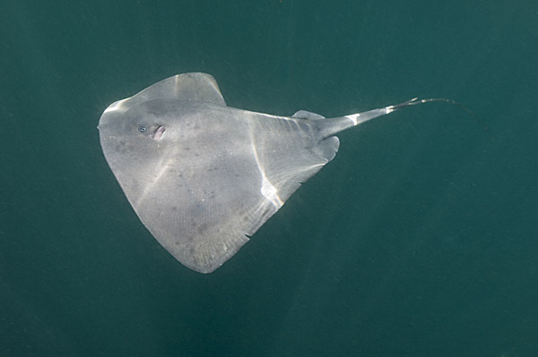 Pelagic Stingray