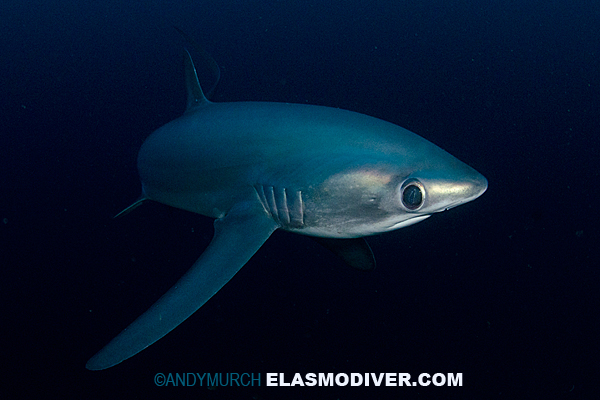 Pelagic thresher shark eye detail