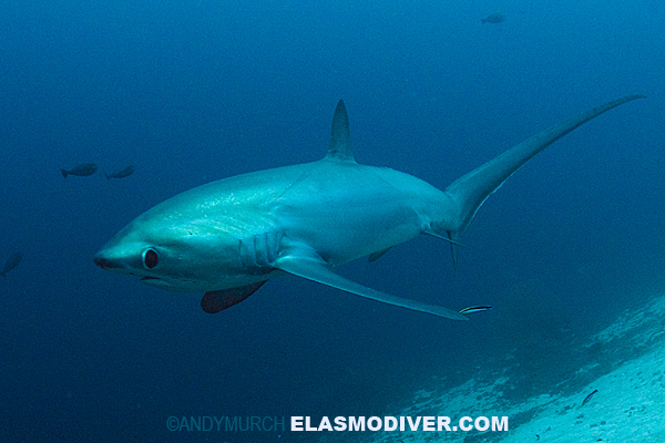 pelagic thresher shark