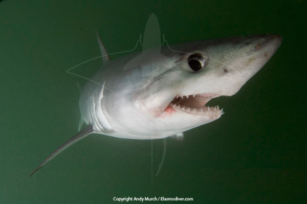 Porbeagle Shark