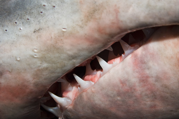 porbeagle shark teeth