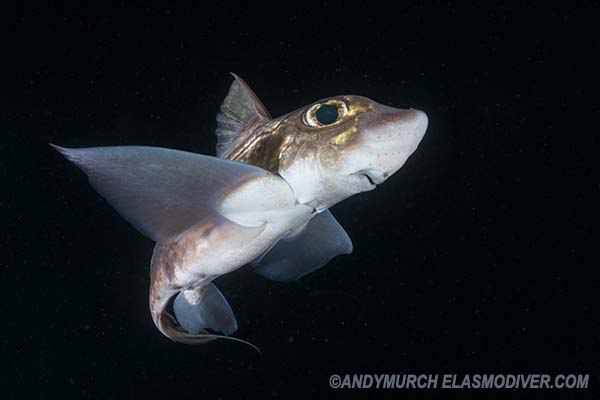 Rabbitfish, Chimaera monstrosa.