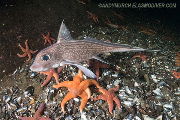 Rabbitfish, Chimaera monstrosa.