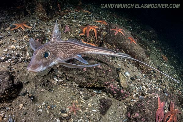 Rabbitfish, Chimaera monstrosa.