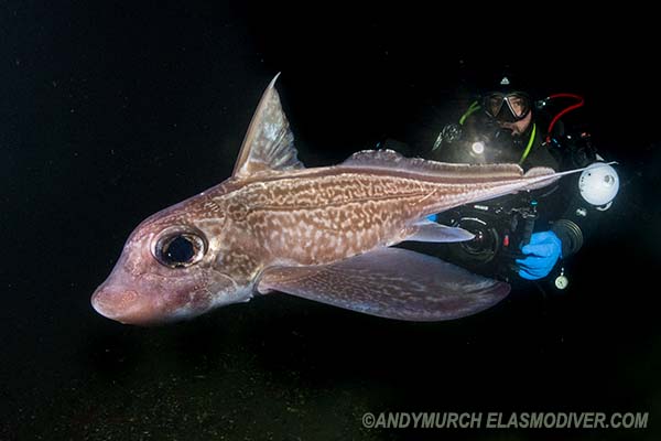 Rabbitfish, Chimaera monstrosa with diver.