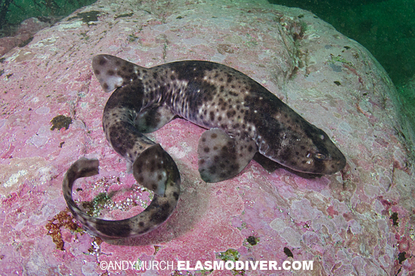 Redspotted Catshark