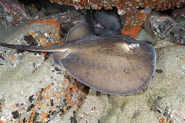 Round Stingray