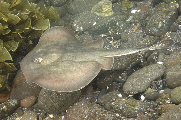 Round stingray