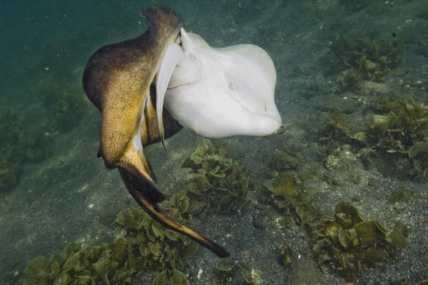 Round stingrays mating