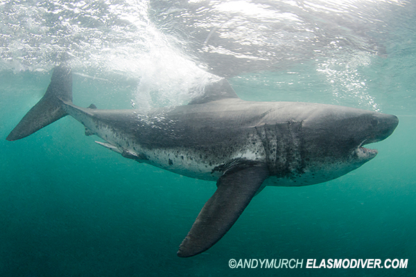 Salmon shark diving