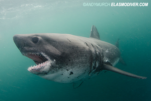 Salmon Shark