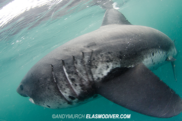 Salmon shark