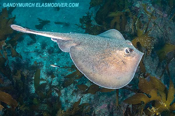 Sepia Stingray aka Oriental Stingaree, Urolophus aurantiacus