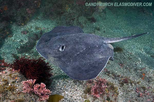 Short-tail Stingray. Bathytoshia brevicaudata.