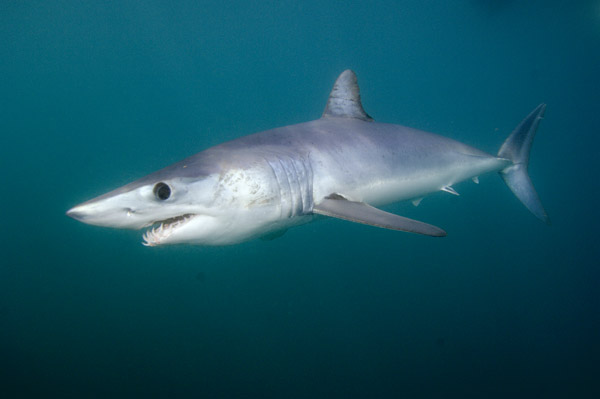 Mako Shark Pictures 31