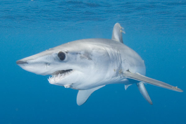 Mako Shark Pictures 2