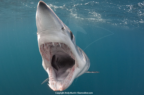 Mako Shark Pictures 19