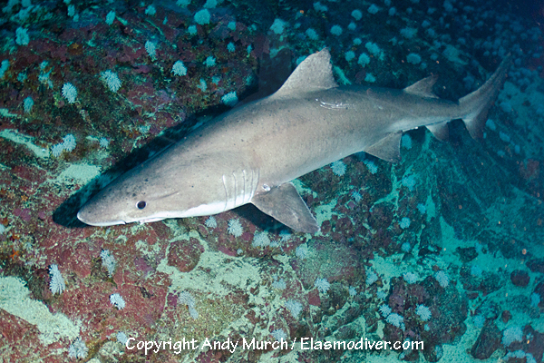 Smalltooth sandtiger shark