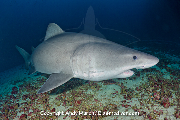 smalltooth sandtiger shark