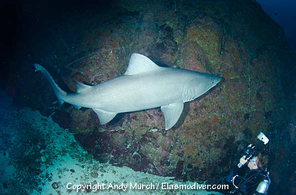 smalltooth sandtiger shark