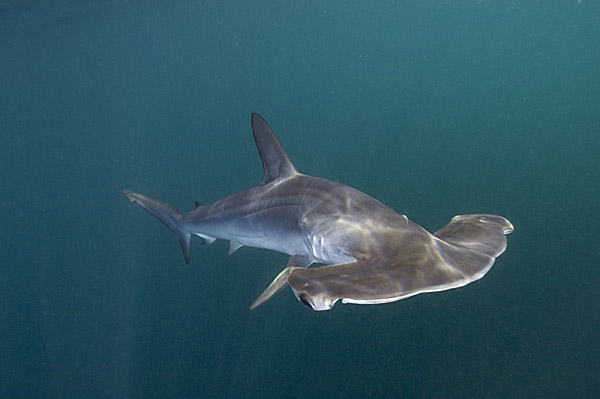 A smooth hammerhead shark