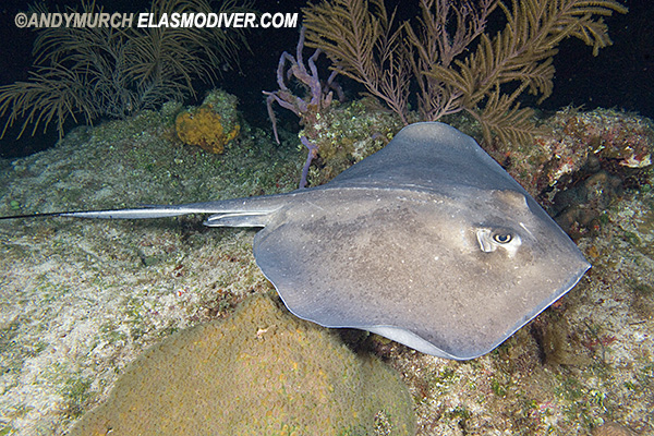 Southern Stingray