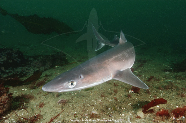 http://www.elasmodiver.com/Sharkive%20images/Spiny%20dogfish%20054.jpg