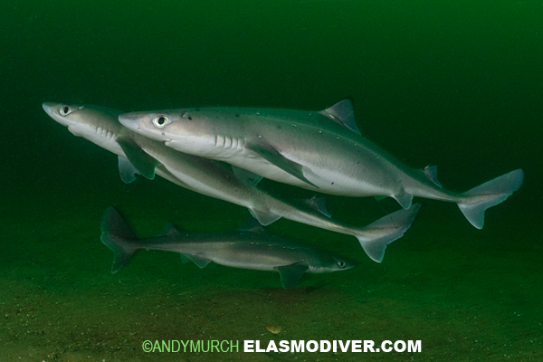 Spiny Dogfish