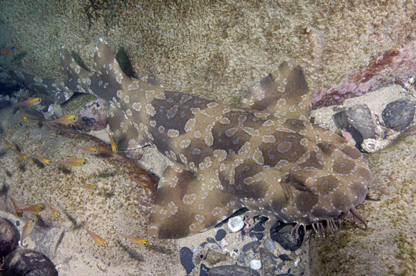 Spotted Wobbegong