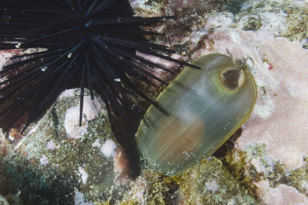 Mermaids purse - swell shark egg capsule