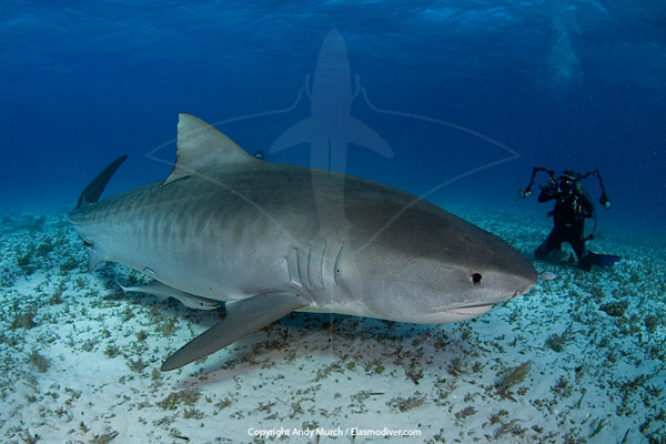 Pictures Of Tiger Shark - Free Tiger Shark pictures 