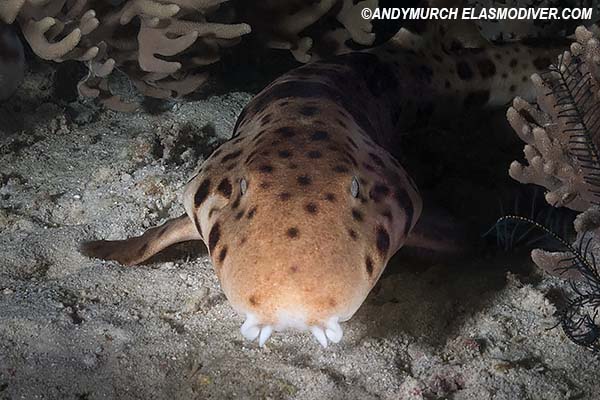 Henrys epaulette shark