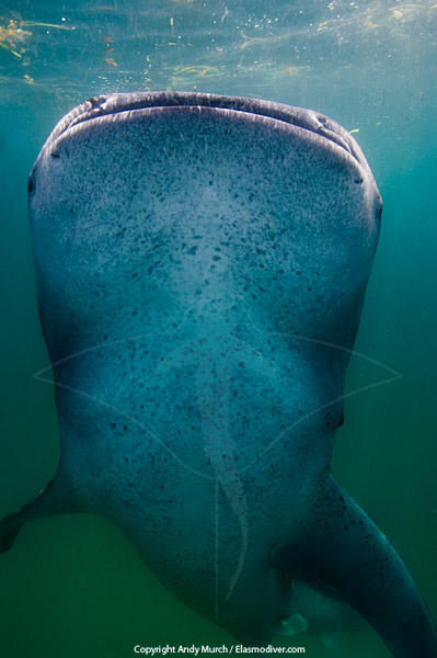 the belly of a whale shark