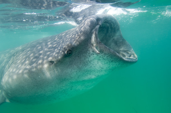 whale shark feeding